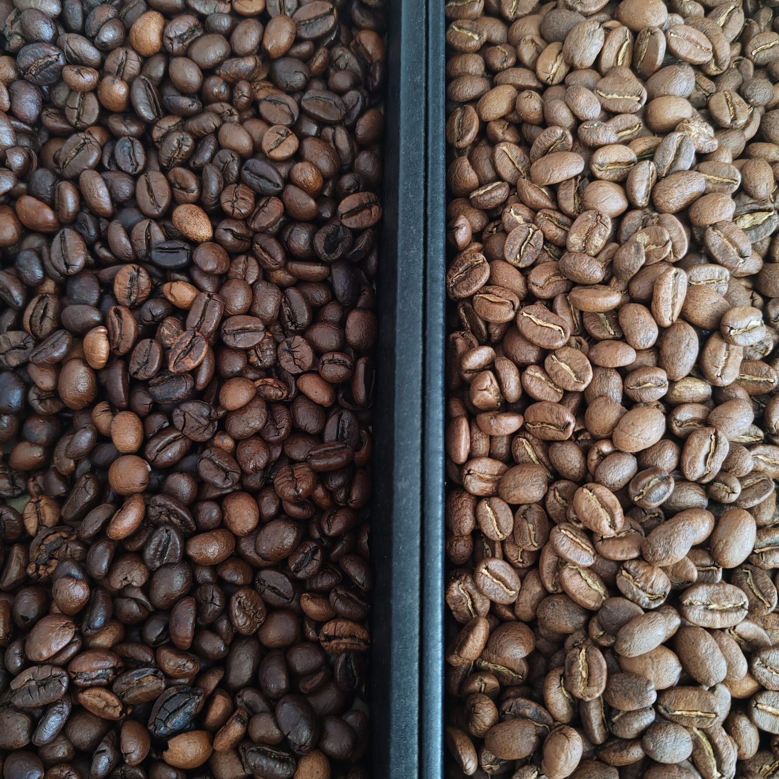 Comparación visual entre café arábica y robusta en una composición editorial